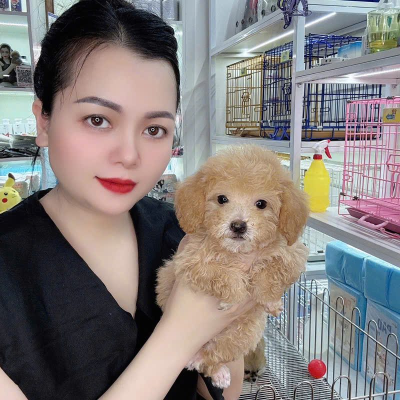 Chó Poodle - PM 16890